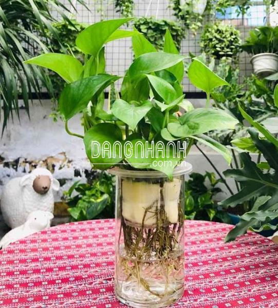 Cây trầu bà thủy sinh trong phong thủy