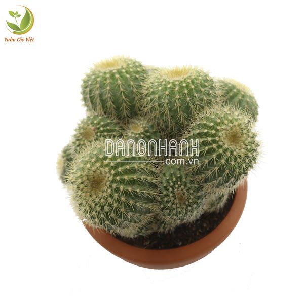 Cây Xương Rồng Trạng Nguyên Bụi