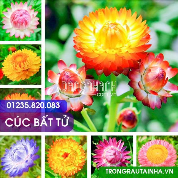 CÚC BẤT TỬ