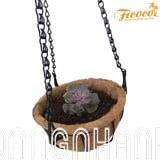 COMBO CHẬU TREO TRỒNG CÂY