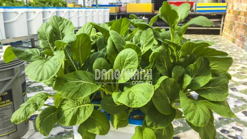 Thùng Trồng Rau Thủy Canh Tĩnh BaTriVina