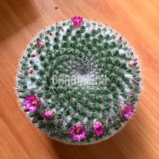 Cây Xương Rồng Bánh Sinh Nhật