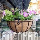 COMBO CHẬU TREO TRỒNG CÂY