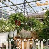 COMBO CHẬU TREO TRỒNG CÂY