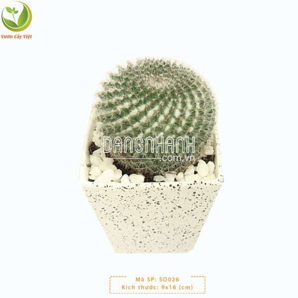 Cây Xương Rồng Bánh Sinh Nhật