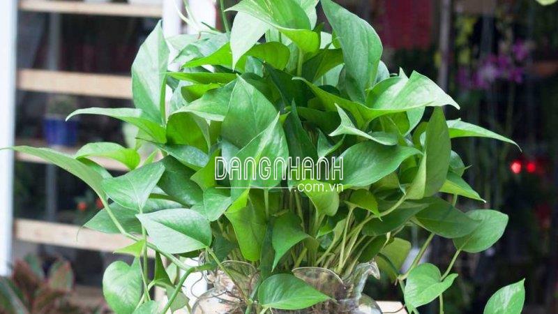 Cây trầu bà thủy sinh trong phong thủy