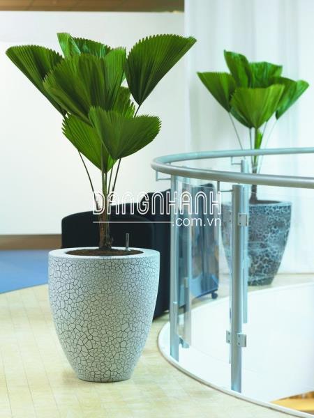 Cây Cọ Nhật