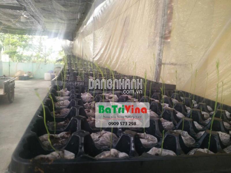 Vỉ Ươm 49 Lỗ Chuyên Dụng