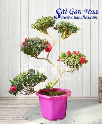 Cây Đỗ Quyên Bonsai Tam Tài