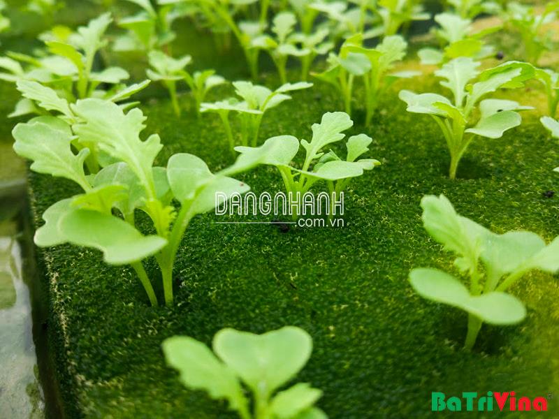 Mút xốp ươm hạt 96 lỗ
