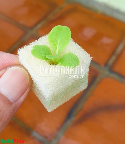 Mút xốp ươm hạt 96 lỗ