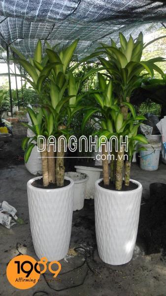 CÂY THIẾT MỘC LAN