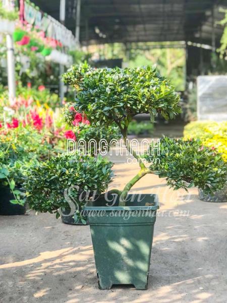 Cây Đỗ Quyên Bonsai Tam Tài