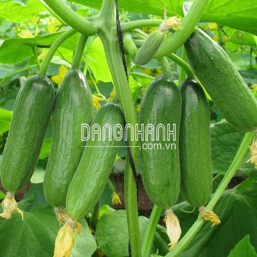 HẠT GIỐNG DƯA LEO BABY HÀ LAN