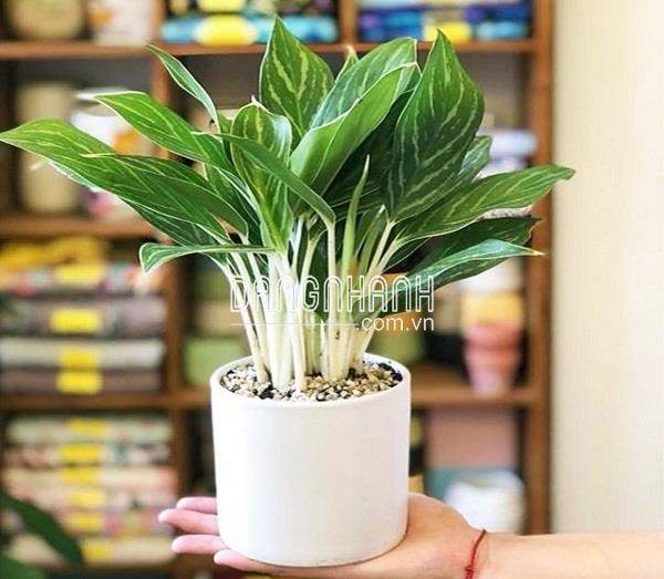 Cây bạch mã hoàng tử