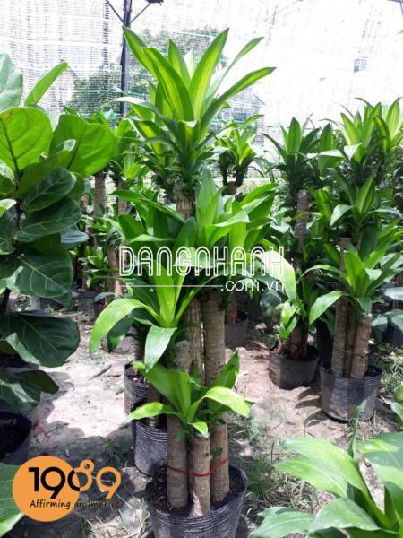 CÂY THIẾT MỘC LAN