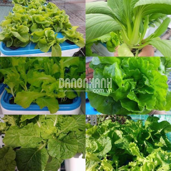 hủy Canh Tĩnh RAU ĂN LÁ Chuyên Dụng