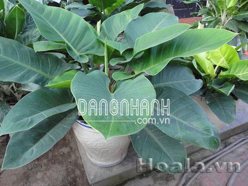Cây Trầu bà lá xanh ( trầu đế vương )