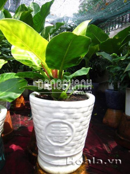 Cây Trầu bà lá xanh ( trầu đế vương )