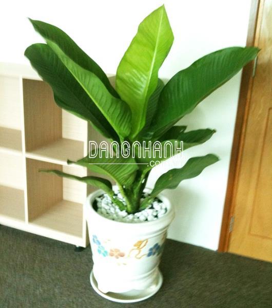 Cây đại phú gia