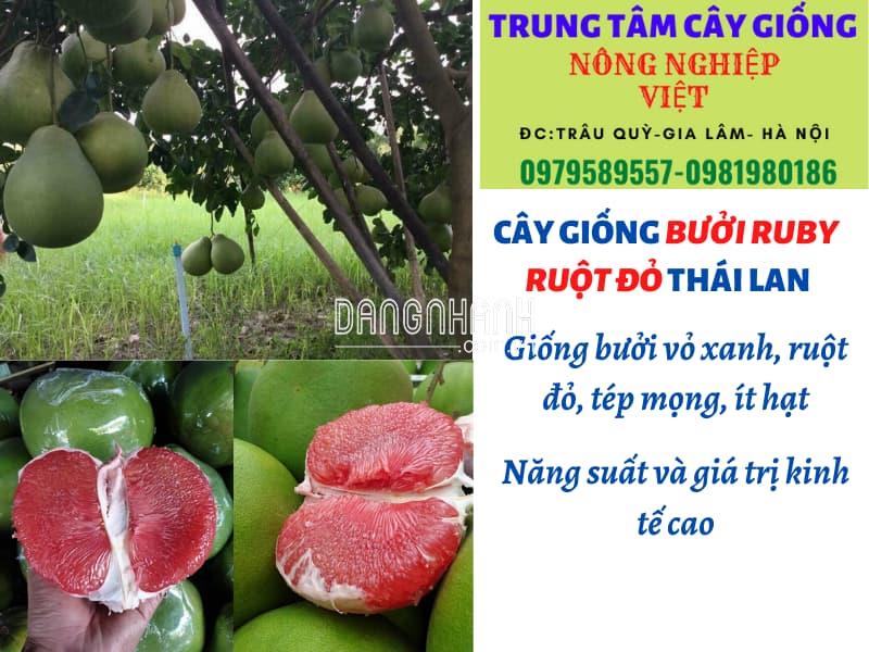 CÂY GIỐNG BƯỞI RUBY