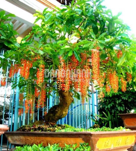 Cây lộc vừng vừa đẹp vừa mang nhiều ý nghĩa phong thủy