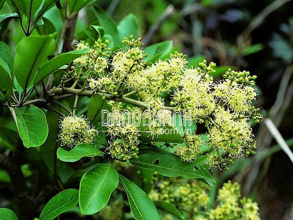 Cây ngũ gia bì vừa làm cảnh vừa xua đuổi muỗi lại dễ trồng