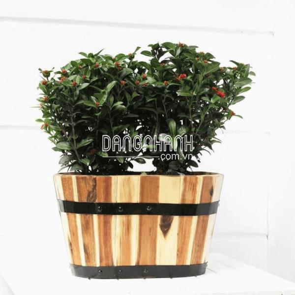 Chậu gỗ Oval trồng cây D52cm x R32cm x C28cm