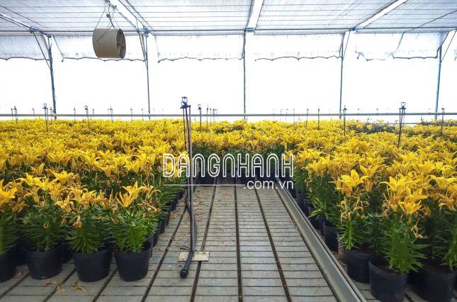 CHẬU NHỰA MỀM TRỒNG CÂY