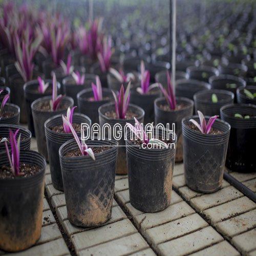 CHẬU NHỰA MỀM TRỒNG CÂY