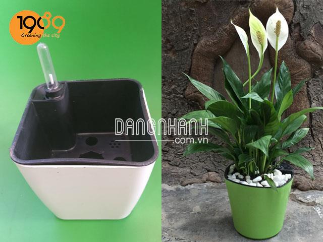 Chậu Thông Minh Tự Tưới Vuông Bầu