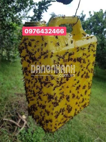 Keo bẫy ruồi vàng, côn trùng đục quả dạng chai xịt 450ml