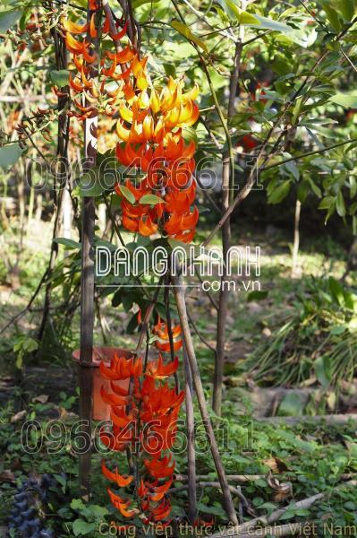 Hoa ngọc bích đỏ (red jade vine)