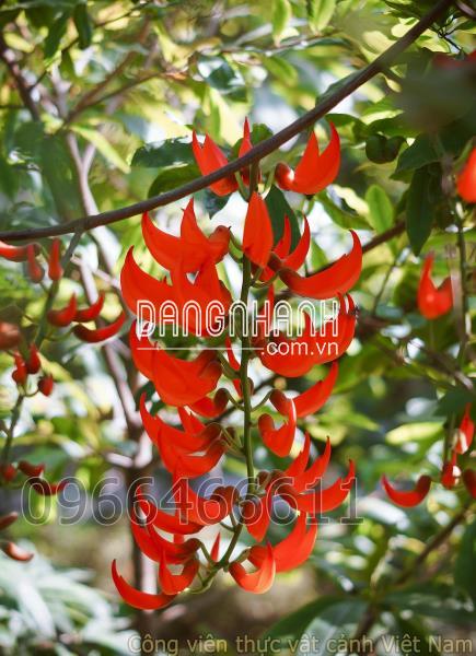 Hoa ngọc bích đỏ (red jade vine)