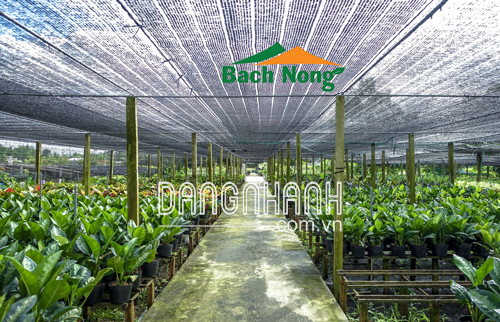 LƯỚI CHỐNG NẮNG THÁI LAN     