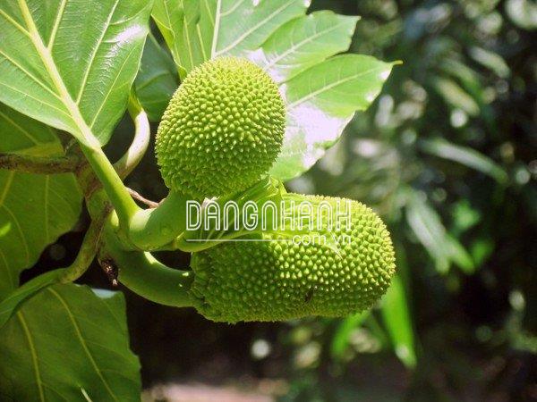 BORO - MAX - Giảm Rụng Trái Non.