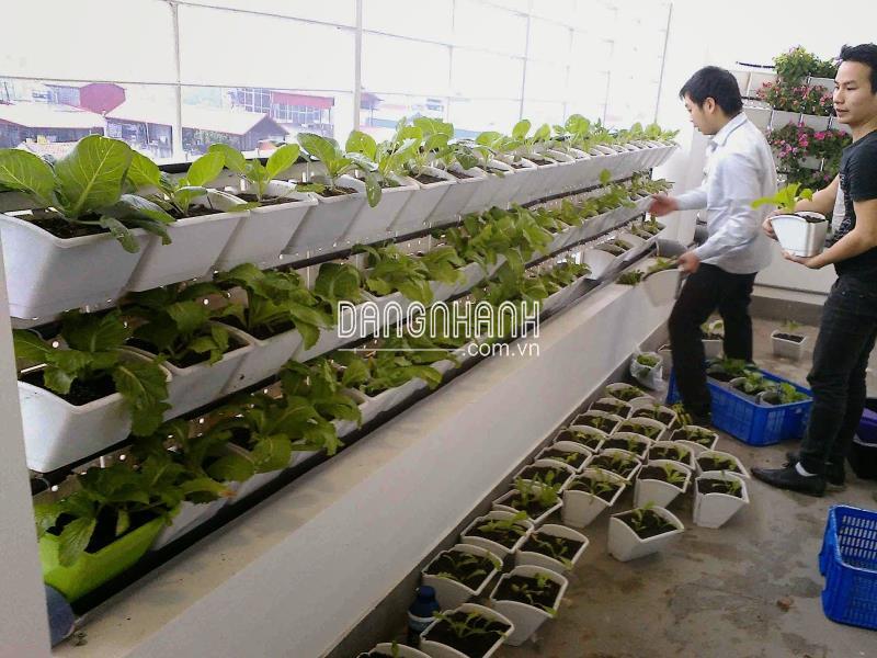 Hộp Nhựa/ Chậu Nhựa Trồng Cây Tường Đứng ( Modul tường đứng )