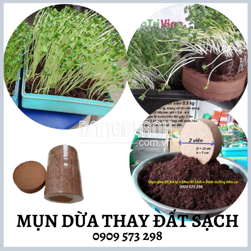 MỤN DỪA TRỒNG CÂY