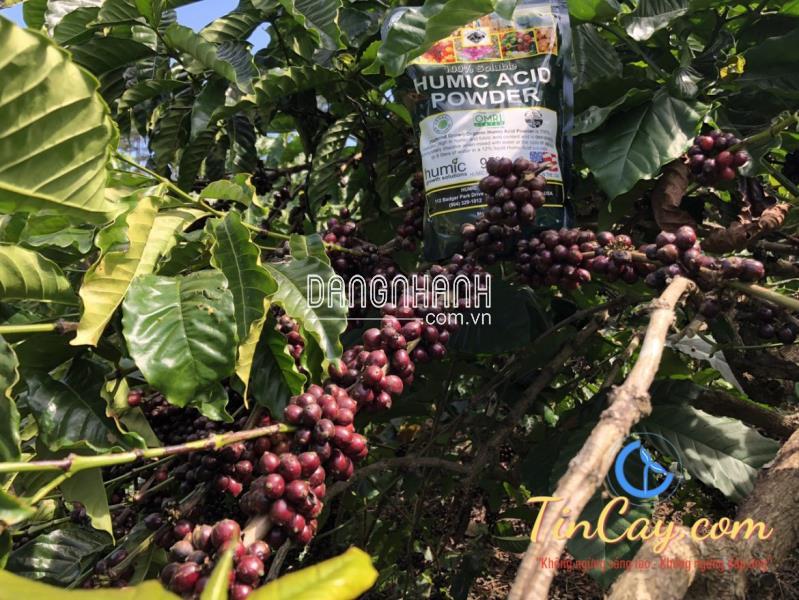 Phân Humic Mỹ Hữu Cơ – 95% Acid Powder