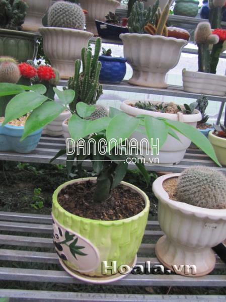 Cây Hạnh phúc để bàn