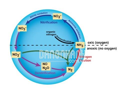 BCP655 men vi sinh xử lý nitơ amoni trong nước thải
