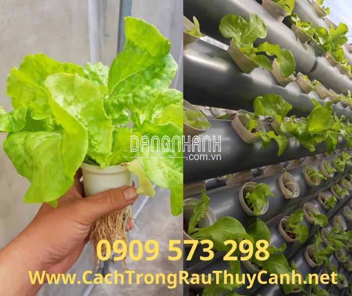 Rọ Thủy Canh Trắng (100 x 65 mm) (Φ 60)