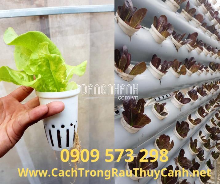 Rọ Thủy Canh Trắng (100 x 65 mm) (Φ 60)