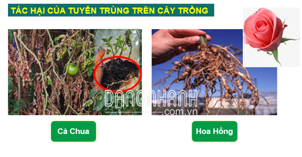 TIÊU TUYẾN TRÙNG 18EC