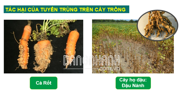 TIÊU TUYẾN TRÙNG 18EC