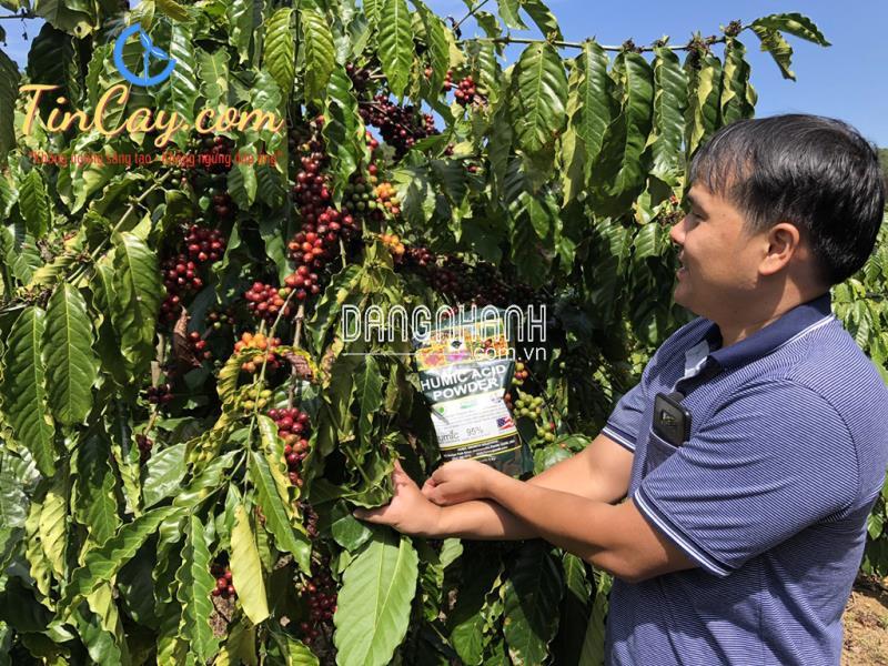 Phân Humic Mỹ Hữu Cơ – 95% Acid Powder