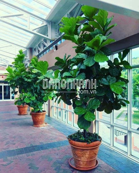 Cây sung phát tài (Ficus Lyata)