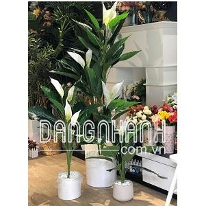 Chậu cây lan ý giả trang trí trong nhà