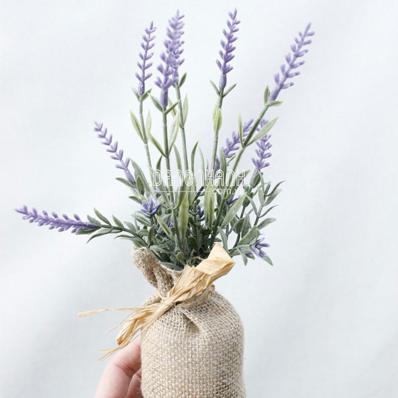 Chậu cây lavender mini