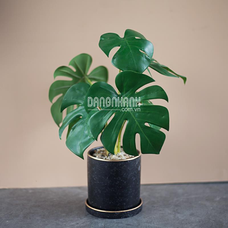 Cây monstera mini giả